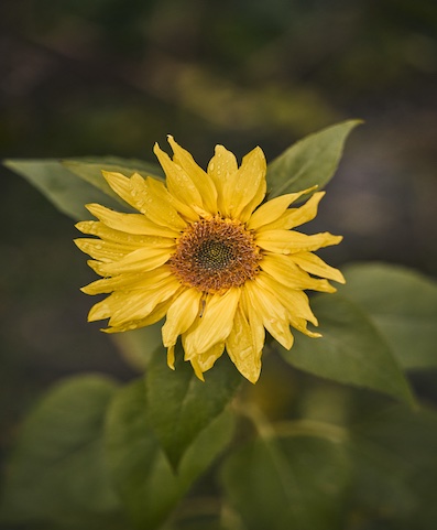 Gelbe Sonnenblume mit leicht unregelmäßigen Blütenblättern und grünen Blättern, Nahaufnahme