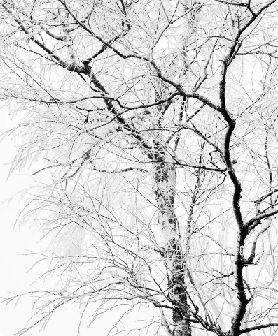 Verschneiter Baum mit feinen Ästen vor hellem Himmel, ruhige Winterstimmung