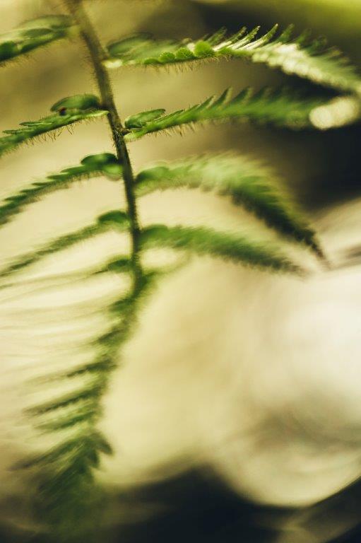 Grüner Farn mit feinen Blättern in weichem Licht, ruhige natürliche Nahaufnahme